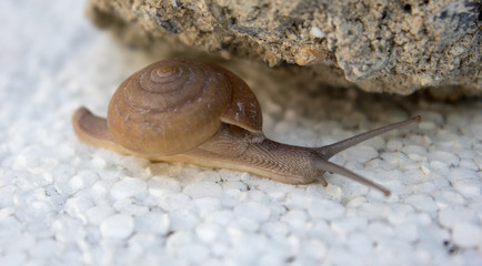 snail on a stone