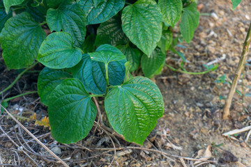 Wild Betel Leaf Bush on the ground in the backyard