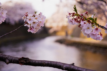 大岡川プロムナード　桜