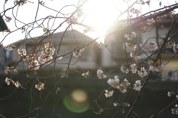 大岡川プロムナード　桜