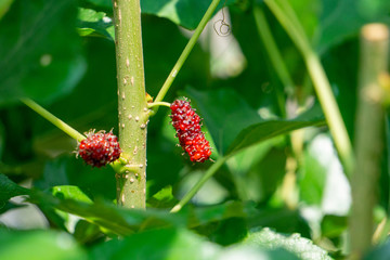 A small red mulberry tree with sunlight