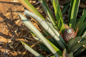 Obraz premium Growing pineapple Ready to harvest in the middle of the year.