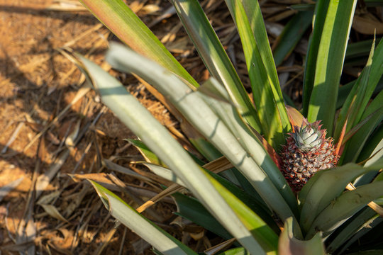 Growing pineapple Ready to harvest in the middle of the year.