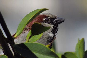 red backed shrike