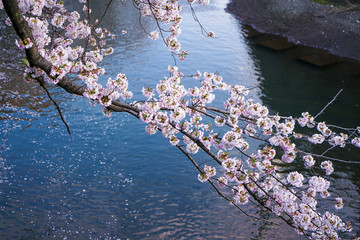 大岡川プロムナード　桜
