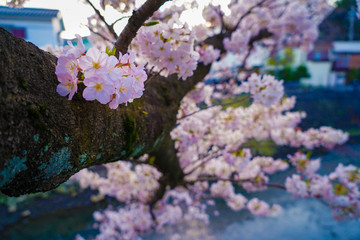 大岡川プロムナード　桜
