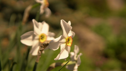 Narcissus bloom head, white daffodils on spring bokeh garden background.
