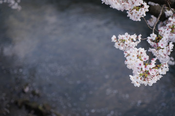 大岡川プロムナード　桜