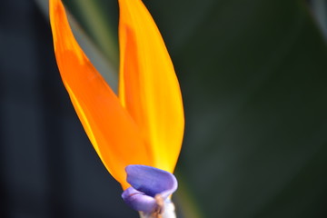close up of yellow tulip