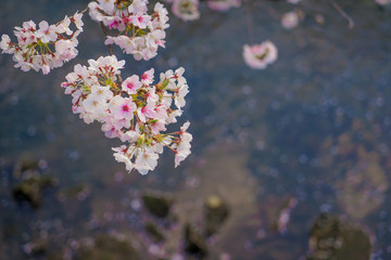 大岡川プロムナード　桜