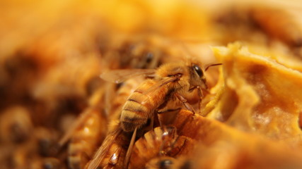 Fototapeta premium beekeeping, detail of group of bees creating honey