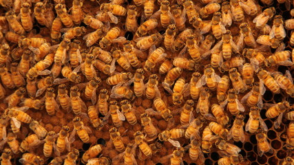 beekeeping, detail of group of bees creating honey