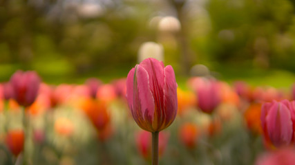 Beautiful spring tulip bloom on garden bokeh background of blurry tulips flowers.