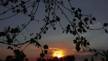 hojas atardecer