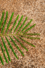 Fototapeta premium Closeup Of Half Royal Poinciana Leaf