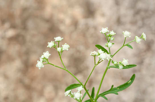 Isolated Branch Of  Whitehead Plant