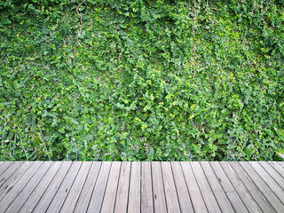 Wood plank flooring in green plant garden decorative. Hardwood decking and leaf wall in garden.