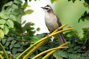 Yellow-vented Bulbul