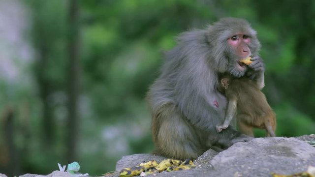 Mother and baby baboon monkey sitting and eating in 4k