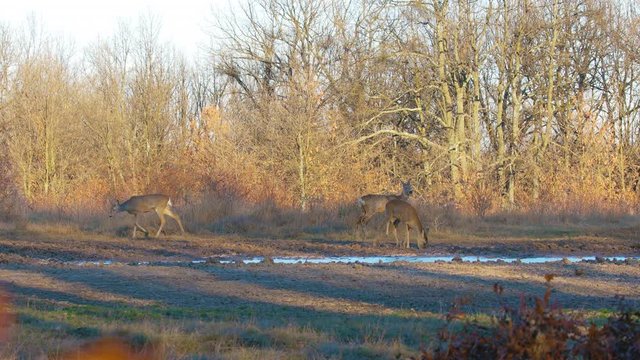Roebuck and roe deer in the forest in the early spring