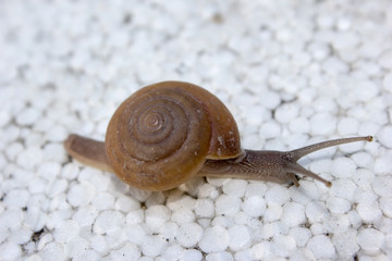 snail on a leaf