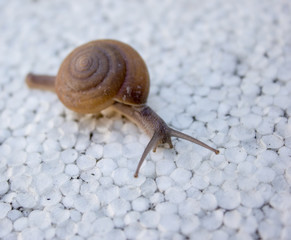 snail on a stone