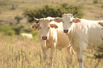 cattle for fattening and raising cattle. oxen