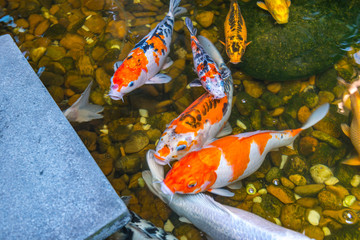 Colorful and beautiful Japanese Koi fish swimming