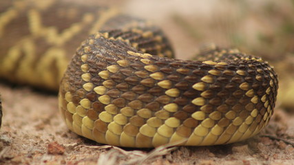 Obraz premium close up of a snake