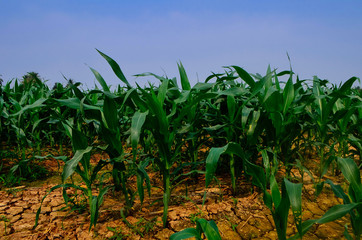 corn field with blue sky