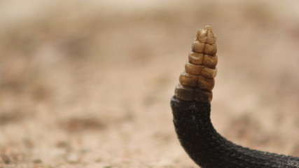 snake in the ground