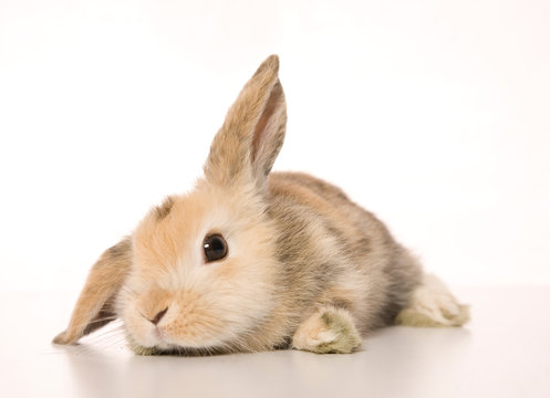 Baby Rabbit" Images – Browse 8,976 Stock Photos, Vectors, and Video | Adobe  Stock