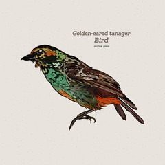 The golden-eared tanager is a species of bird in the family Thraupidae. Hand draw sketch vector.