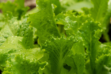 Close-up macro view of fresh green Lettuce leaves with water drops.