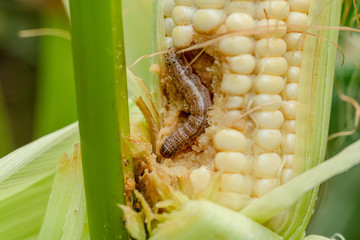 Fall armyworm on damaged corn with excrement.