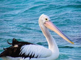 beautiful pelikan in St Helens , largest town  north-east coast of Tasmania, Australia.