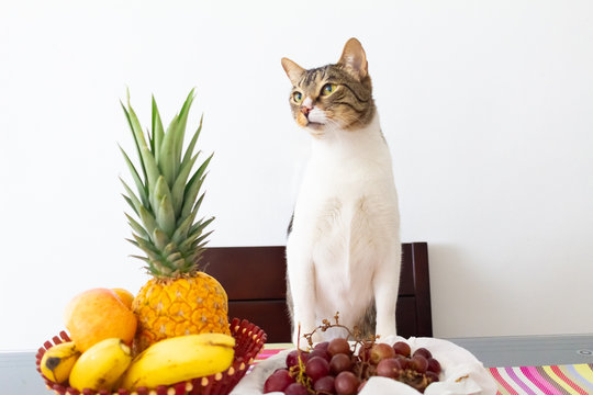 gato cenando bodegon frutas amoroso mascota comedor cena extrovertido tropical gato hablando