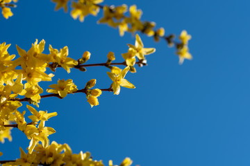 A closeup of some yellow Forsythia flower blooming against the blue sky.   Vancouver BC Canada
