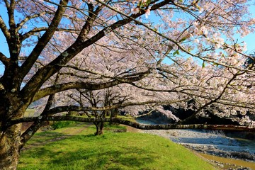 春　さくら　川　道　風景　杤木