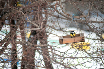 yellow tit eats from a homemade wooden feeder on the branches of a tree. winter life of urban birds, human help