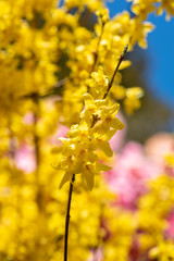 A closeup of some yellow Forsythia flowers blooming in the garden.   Vancouver BC Canada
