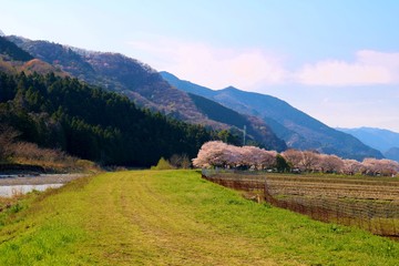 Naklejka na ściany i meble 春　さくら　川　道　風景　杤木