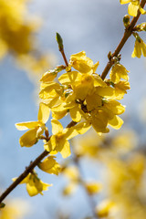 A closeup of some yellow Forsythia flowers blooming in the garden.   Vancouver BC Canada
