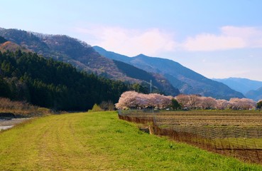 春　さくら　川　道　風景　杤木