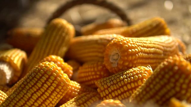 milho espiga, alimento, legume, amarelo, colheita, agricultura, saud&aacute;vel, planta, fazenda, colher, gr&atilde;o, isolado, alimentar, org&acirc;nico, espiga