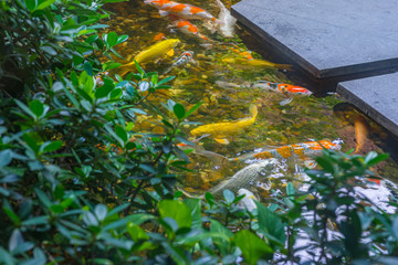 Plant and beautiful koi fish pond in the garden