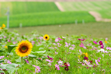 美瑛に咲く向日葵とコスモス