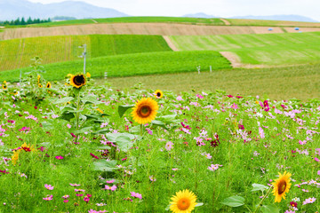 美瑛に咲く向日葵とコスモス