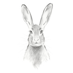 Pencil drawing of a hare, isolated, hand drawn