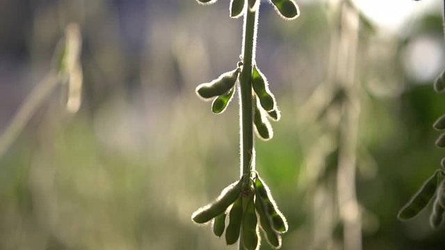 soja, verde, natureza, alimento, planta, campo, agricultura
